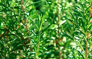 Testerasta palma Saw Palmetto